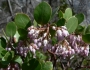 Arctostaphylos patula image