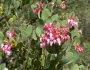 Arctostaphylos pringlei image