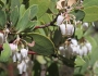 Arctostaphylos pungens image