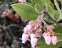 Arctostaphylos rudis image