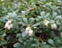 Arctostaphylos uva-ursi image