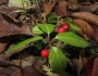 Ardisia japonica image