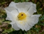 Argemone albiflora image