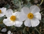 Argemone corymbosa image