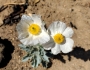 Argemone munita image