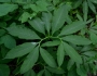 Arisaema dracontium image
