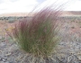 Aristida longiseta image