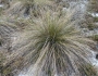 Aristida stricta image