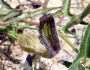 Aristolochia watsonii image