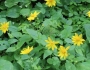 Arnica cordifolia image