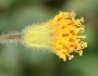 Arnica parryi image