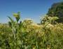 Arnoglossum atriplicifolium image