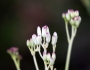 Arnoglossum ovatum image