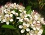 Aronia arbutifolia image