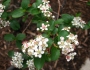 Aronia melanocarpa image