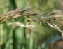 Arrhenatherum elatius image