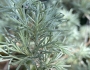 Artemisia californica image