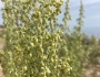 Artemisia campestris image