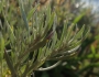 Artemisia cana image