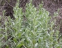 Artemisia douglasiana image