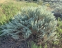 Artemisia filifolia image