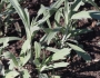 Artemisia ludoviciana image