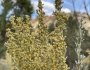 Artemisia tridentata image