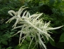 Aruncus dioicus image