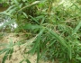 Arundinaria gigantea image