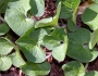 Asarum canadense image