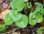 Asarum europaeum image