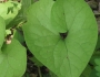Asarum sieboldii image