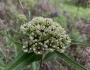 Asclepias asperula image