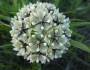 Asclepias asperula subsp. capricornu image