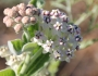 Asclepias eriocarpa image