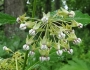 Asclepias exaltata image