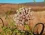 Asclepias fascicularis image