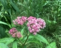 Asclepias incarnata image