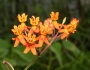Asclepias lanceolata image