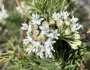 Asclepias linaria image
