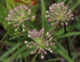 Asclepias longifolia image