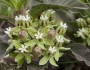 Asclepias nyctaginifolia image