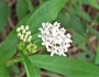 Asclepias perennis image