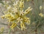 Asclepias subulata image