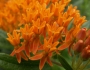 Asclepias tuberosa image