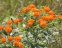 Asclepias tuberosa subsp. interior image