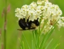 Asclepias verticillata image