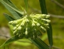 Asclepias viridiflora image