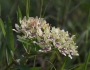 Asclepias viridis image