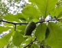 Asimina parviflora image
